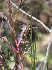 Tillandsia kirchhoffiana, photograph (c) Peter Quakenbush, some rights reserved (CC BY)