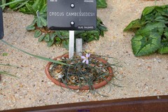 Crocus cambessedesii