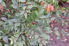 Sarcococca ruscifolia