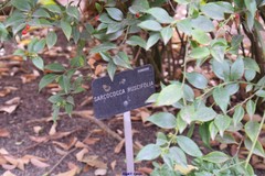 Sarcococca ruscifolia