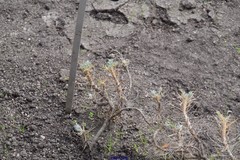 Astragalus granatensis