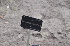 Astragalus granatensis