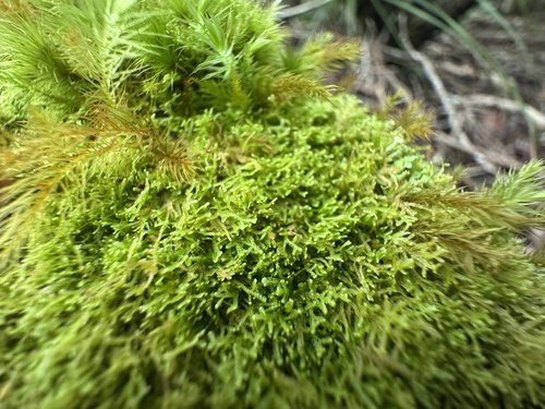 Lepidozia australis observed 2026-01-09