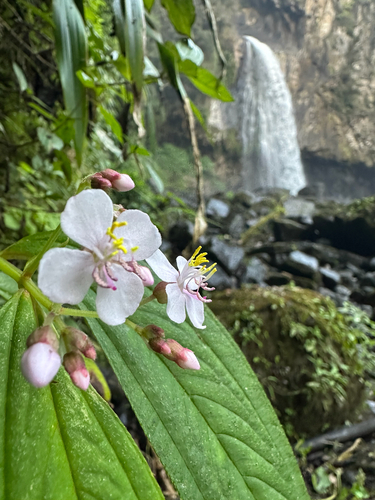 Centradenia grandifolia, photograph 6