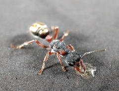 Myrmecia chrysogaster