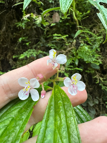 Centradenia grandifolia, photograph 3