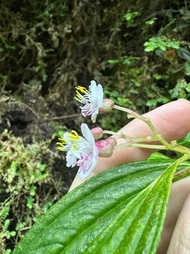 Centradenia grandifolia, photograph 4