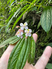 Centradenia grandifolia, photograph (c) Peter Quakenbush, some rights reserved (CC BY)