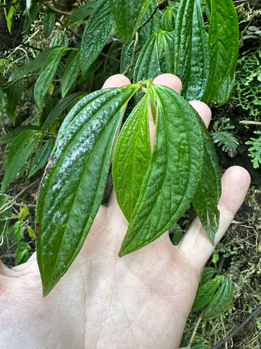 Centradenia grandifolia, photograph 5