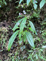 Centradenia grandifolia