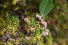 Erica erigena