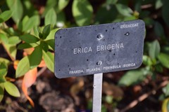Erica erigena