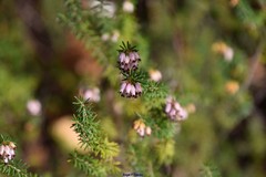 Erica erigena