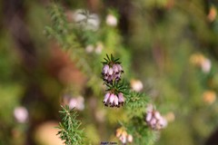 Erica erigena