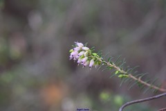 Erica erigena