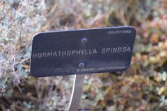 Hormathophylla spinosa