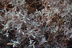 Hormathophylla spinosa