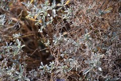 Hormathophylla spinosa