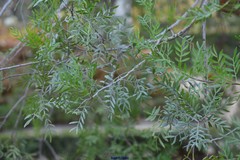 Schinus lentiscifolia