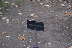 Schinus lentiscifolia