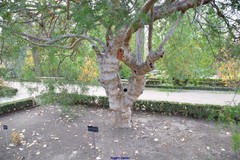 Schinus lentiscifolia