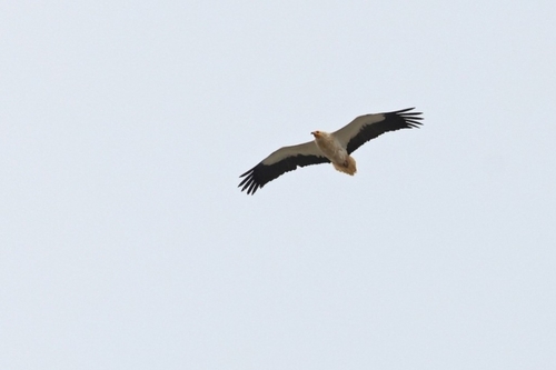 Avistamiento Alimoche común