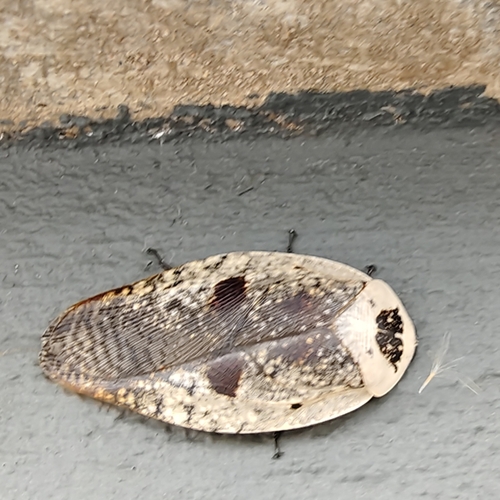 Ghost Porcelain Roach