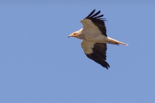 Avistamiento Alimoche común