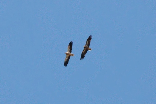 Avistamiento Alimoche común