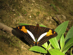 Adelpha malea