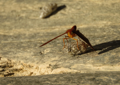 Emesis mandana