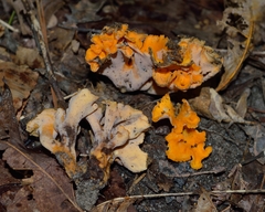 Craterellus odoratus
