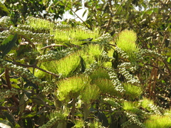 Combretum lanceolatum