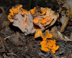 Craterellus odoratus