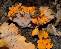Craterellus odoratus