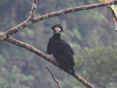 Cephalopterus ornatus