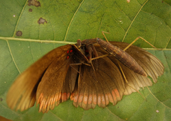 Musoniella