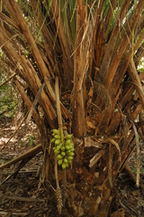 Attalea phalerata