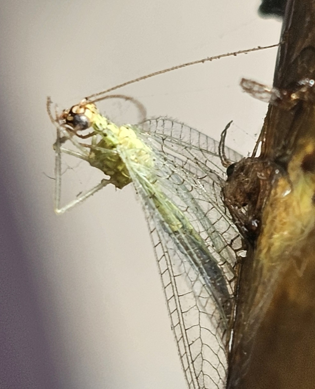 Chrysopa danielleae