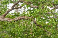 Bertholletia excelsa