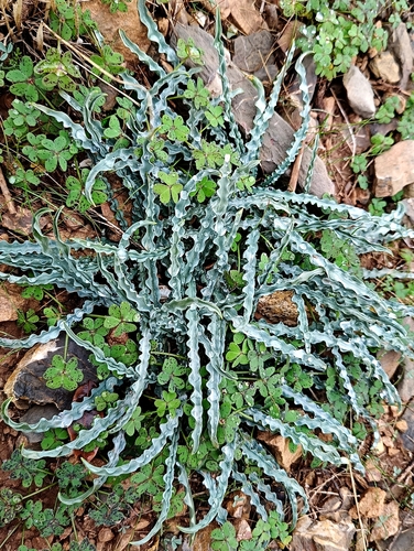 Drimia purpurascens