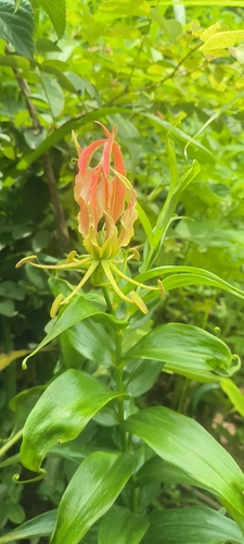 flame lily