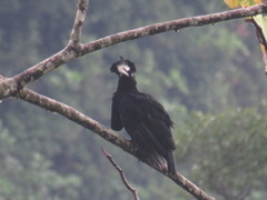 Cephalopterus ornatus