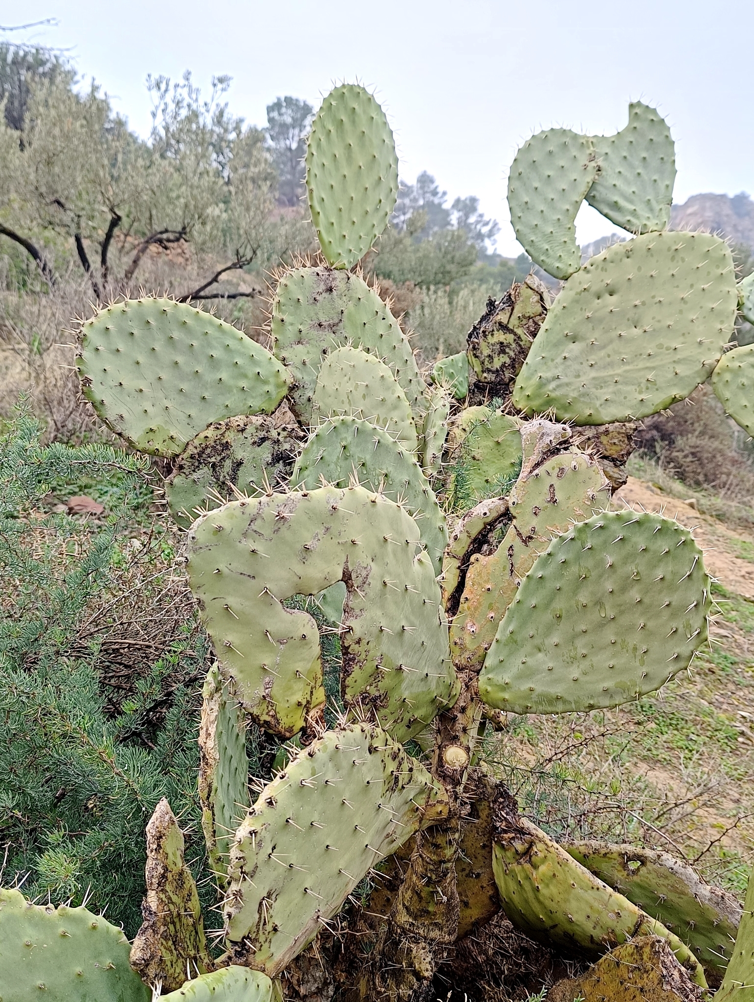 Prickly pear