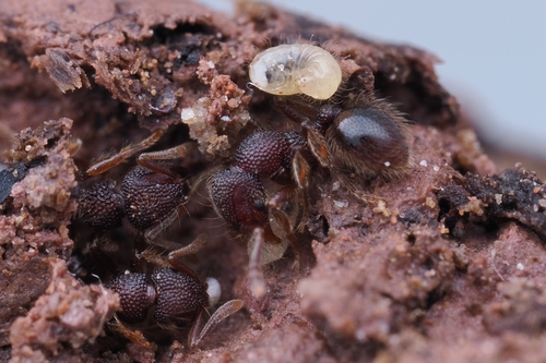 Lordomyrma jingpoLordomyrma jingpo