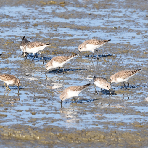 Western Sandpiper (Calidris mauri), photo 4
