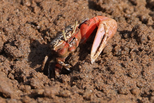 East African Fiddler Crab