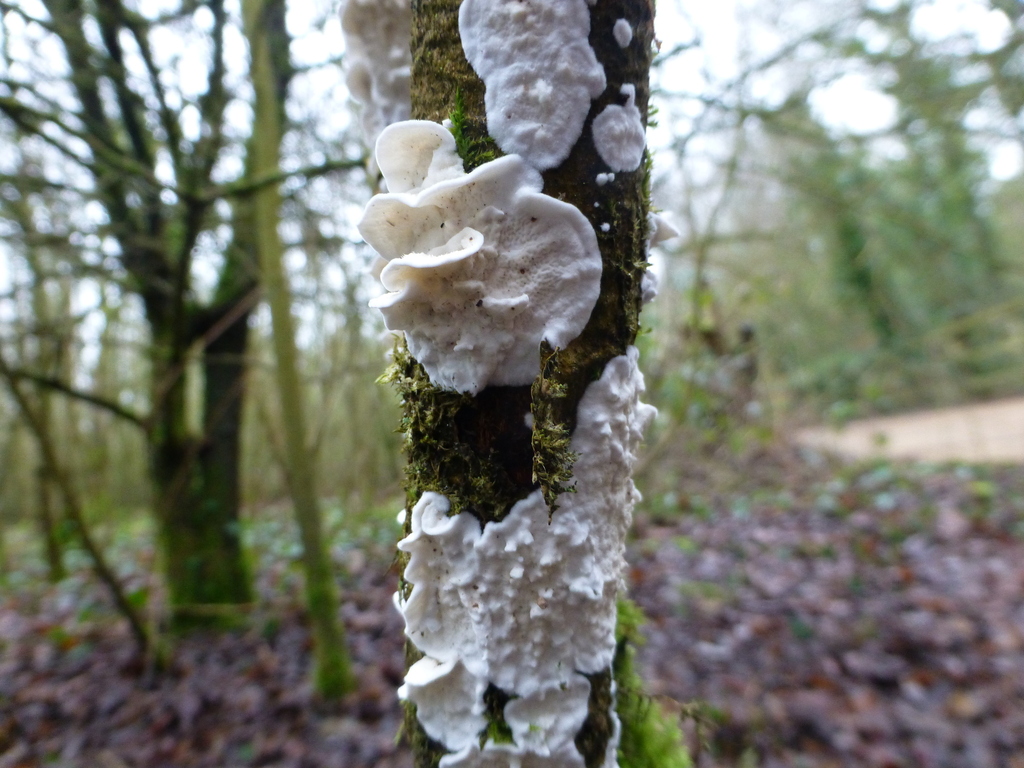 Byssomerulius corium · January 2026 · photo: © sahalsey (iNaturalist, cc-by)