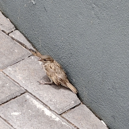 House Sparrow