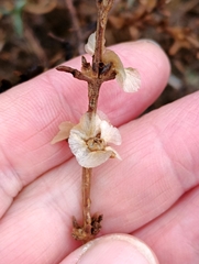 Soda oppositifolia